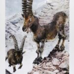 Hausman, Affiche Offset Signée, Les bouquetins