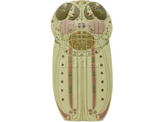 Mackintosh, Statuette en resine, The Wassail (1900)